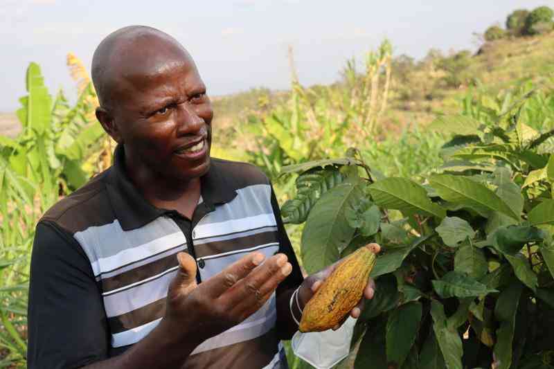 Tech expert turns cacao into c...