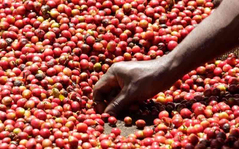 Coffee farmers earn Sh1b at Nairobi auction
