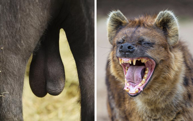 Family planning? Why hyenas are castrating buffalo in Aberdares