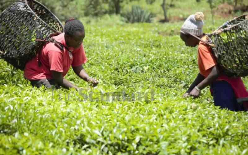 How value addition can earn small tea farmers more cash