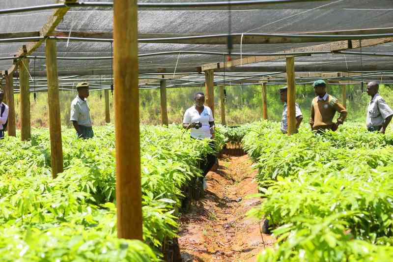 NBK, firms pen deal for Sh2b facility to support agribusiness