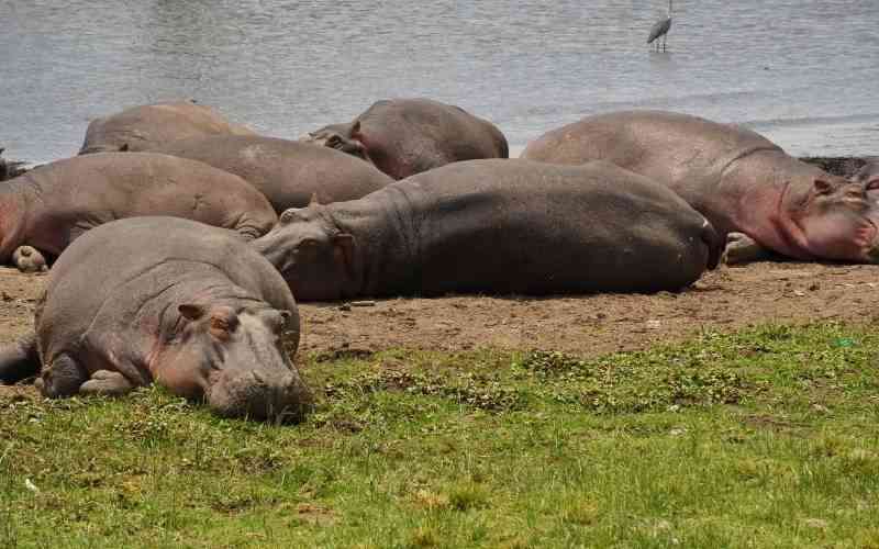Habitat loss, change in land use hurt wildlife conservation