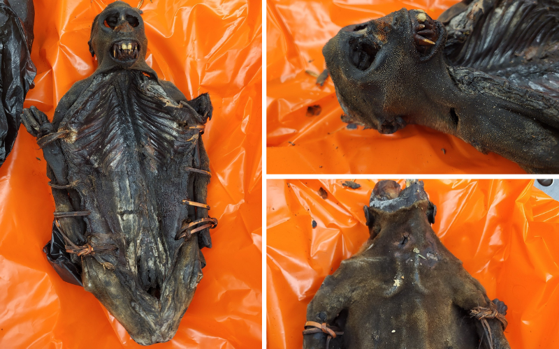 Congo man intercepted at Chicago airport with dried monkey meat, beans infested with peas