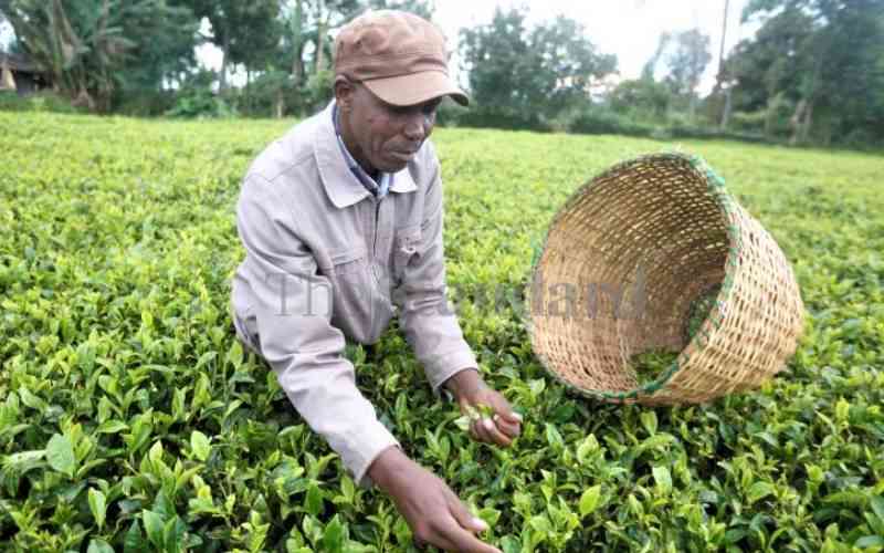 Tea reforms pay off as famers get better bonus payout