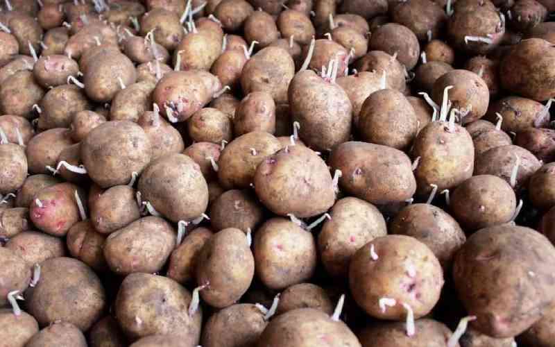 Hope for farmers as new Sh500m potato cooling plant opens doors