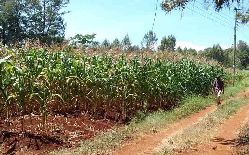 Rain-fed agriculture is no longer tenable; let's embrace irrigation
