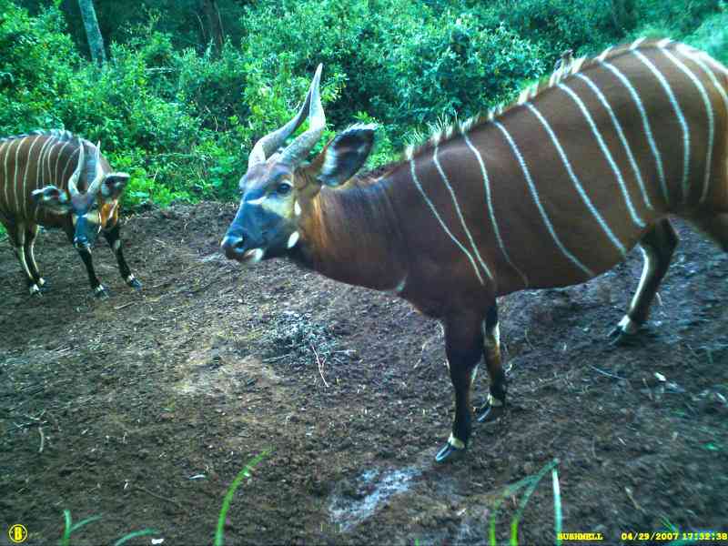 New home for Mountain Bongo opened, locals vow not to hunt them for meat again