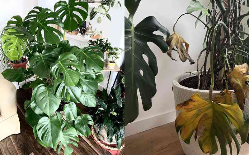 How to bring back shine to your house plants in cold season