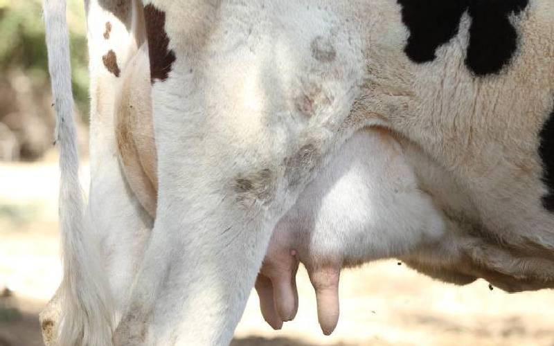 How Meru dairy farmers are driving local economy