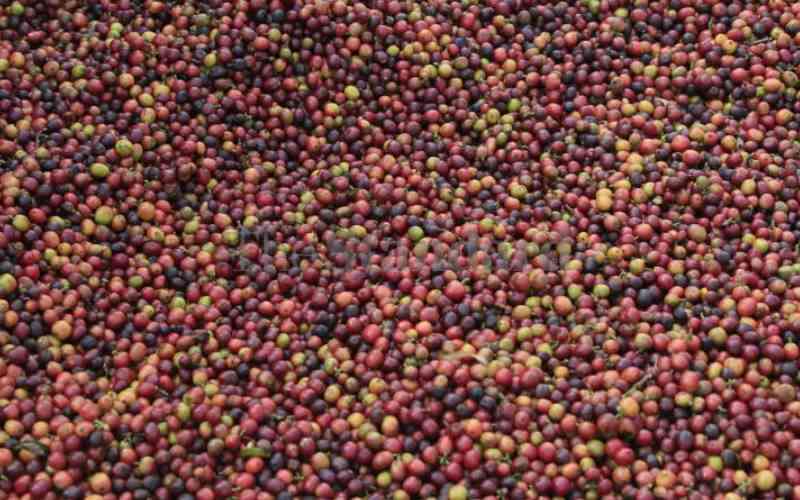 Coffee farmers earn Sh822.5 million from weekly auction
