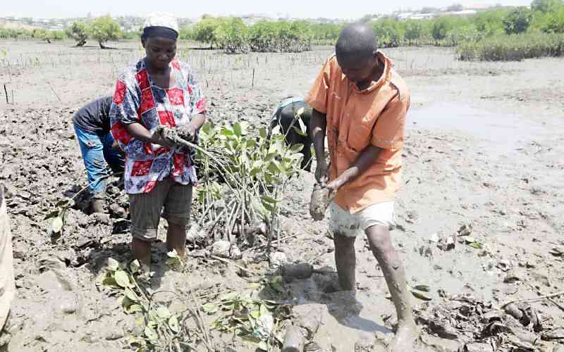 Groups ink MoU to restore mangrove forests at Coast