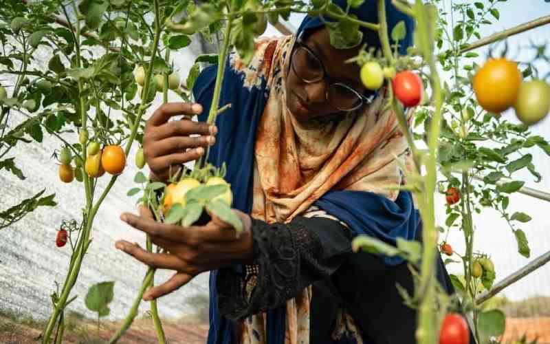 Wajir women embrace climate farming, defying pastoralist ways