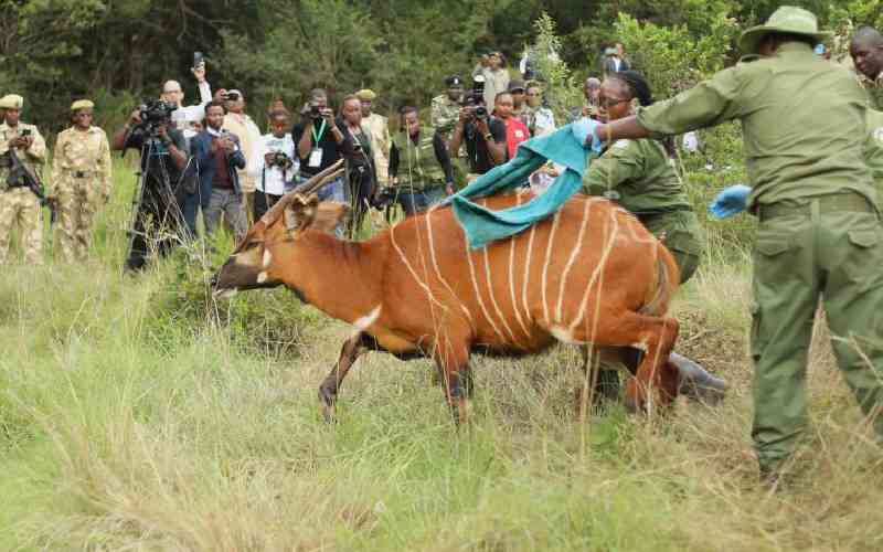 Why the return of 8 critically endangered bongos was aborted