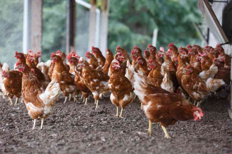 How to boost poultry health and profitability