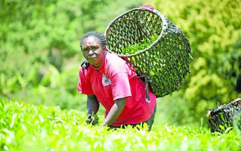 We'll enforce law for tea farmer to reap maximum benefits, says Gachagua