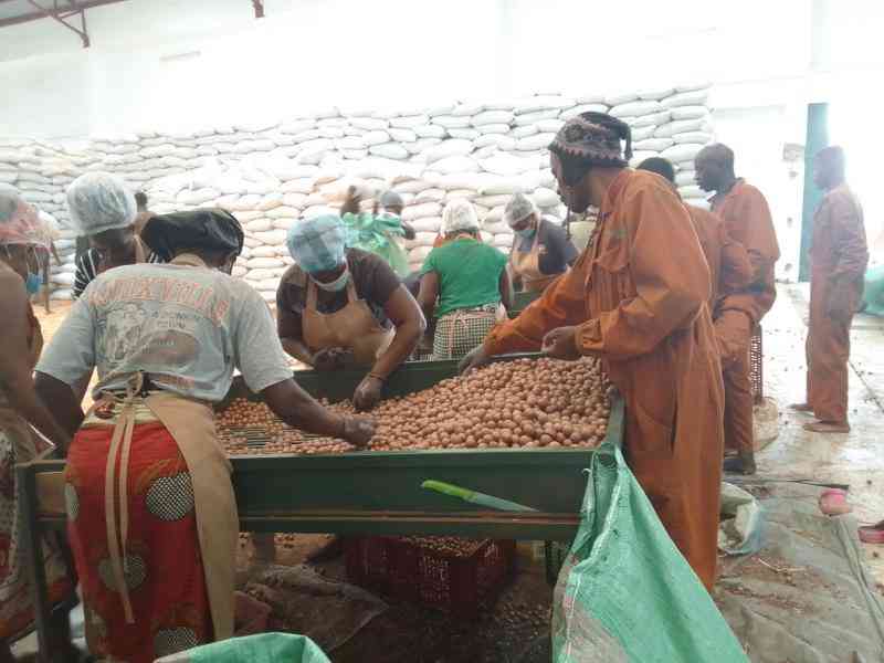 Minting millions from Macadamia export market
