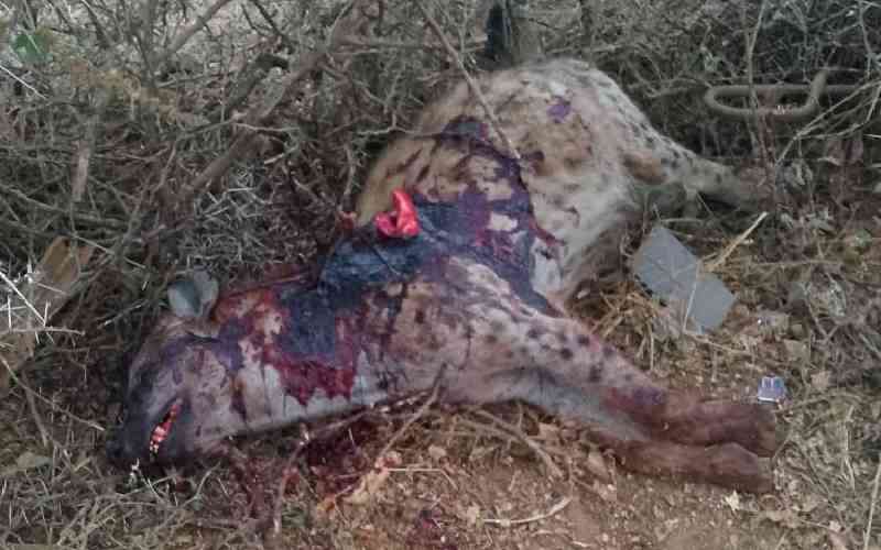 Two people mauled by hyena in Kajiado