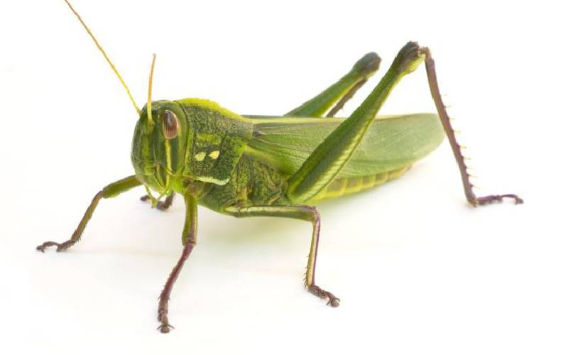 Quiet, please: How human noise interrupts grasshopper sex life