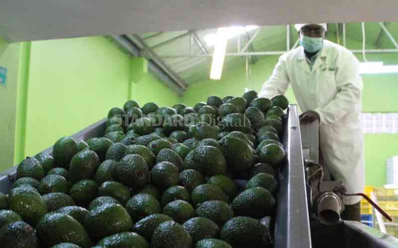 Kakamega youth, women eye avocado export cash after skills training
