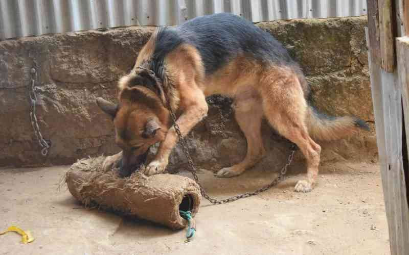 Animal welfare group expands efforts to control rabies with new Watamu branch