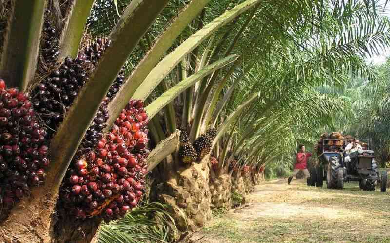 Malaysia to move palm oil business head office to Nairobi