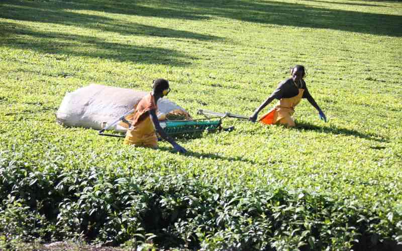 Losses as tea production drops by 33m kilos after lengthy drought