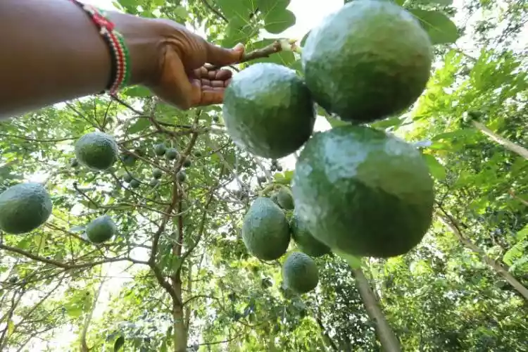 Murang'a County steps up avocado farming drive