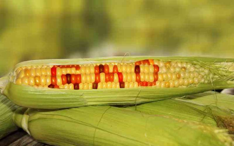 GMO maize to hit your plate after end of public participation