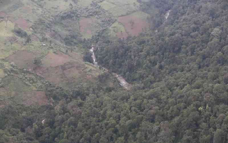 Let human beings and trees coexist in Mau Forest Complex