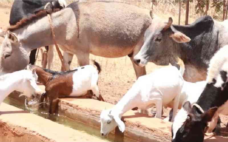Continent livestock project seeks to grow production and trade