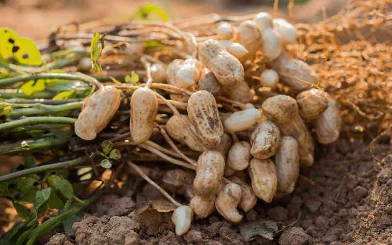 How to grow and earn cash from groundnuts