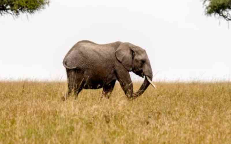 Kenya launches fund to help protect 30 per cent of land and sea by 2030