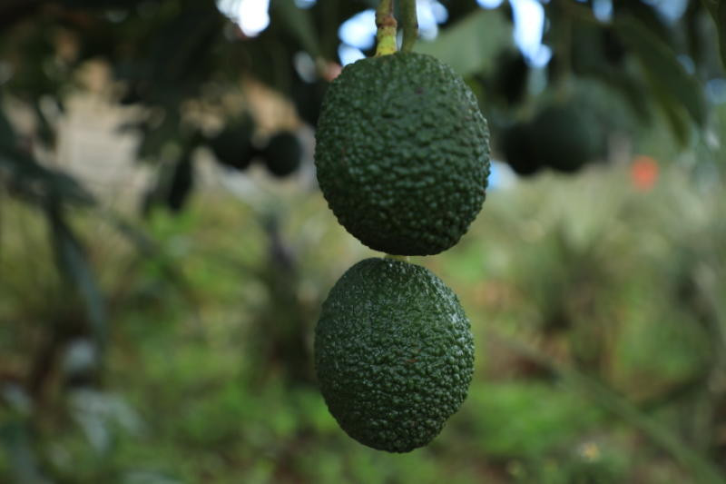 University of California Scientists unveil new avocado variety known as 