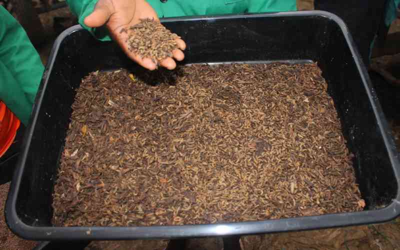 Turning trash to wealth: Youth and women's group reaps from waste