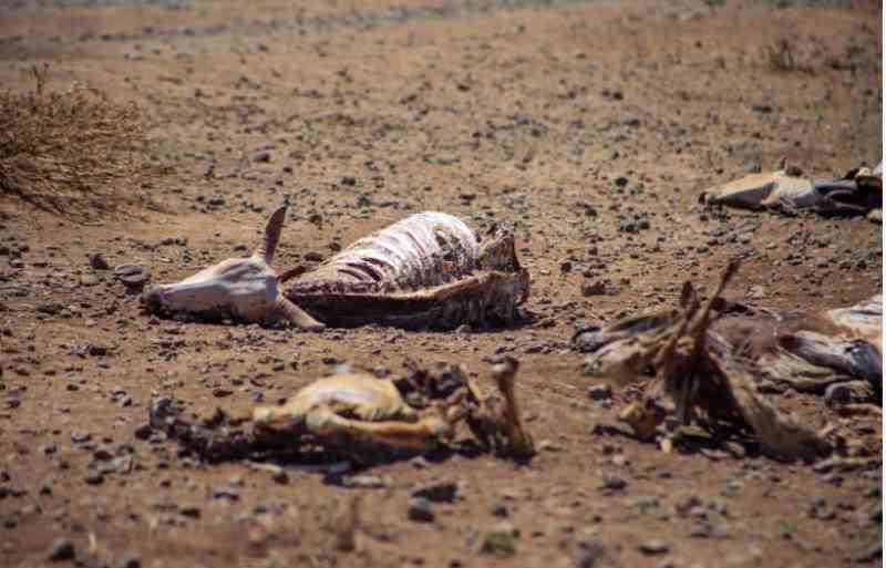 Tales of drought from Marsabit