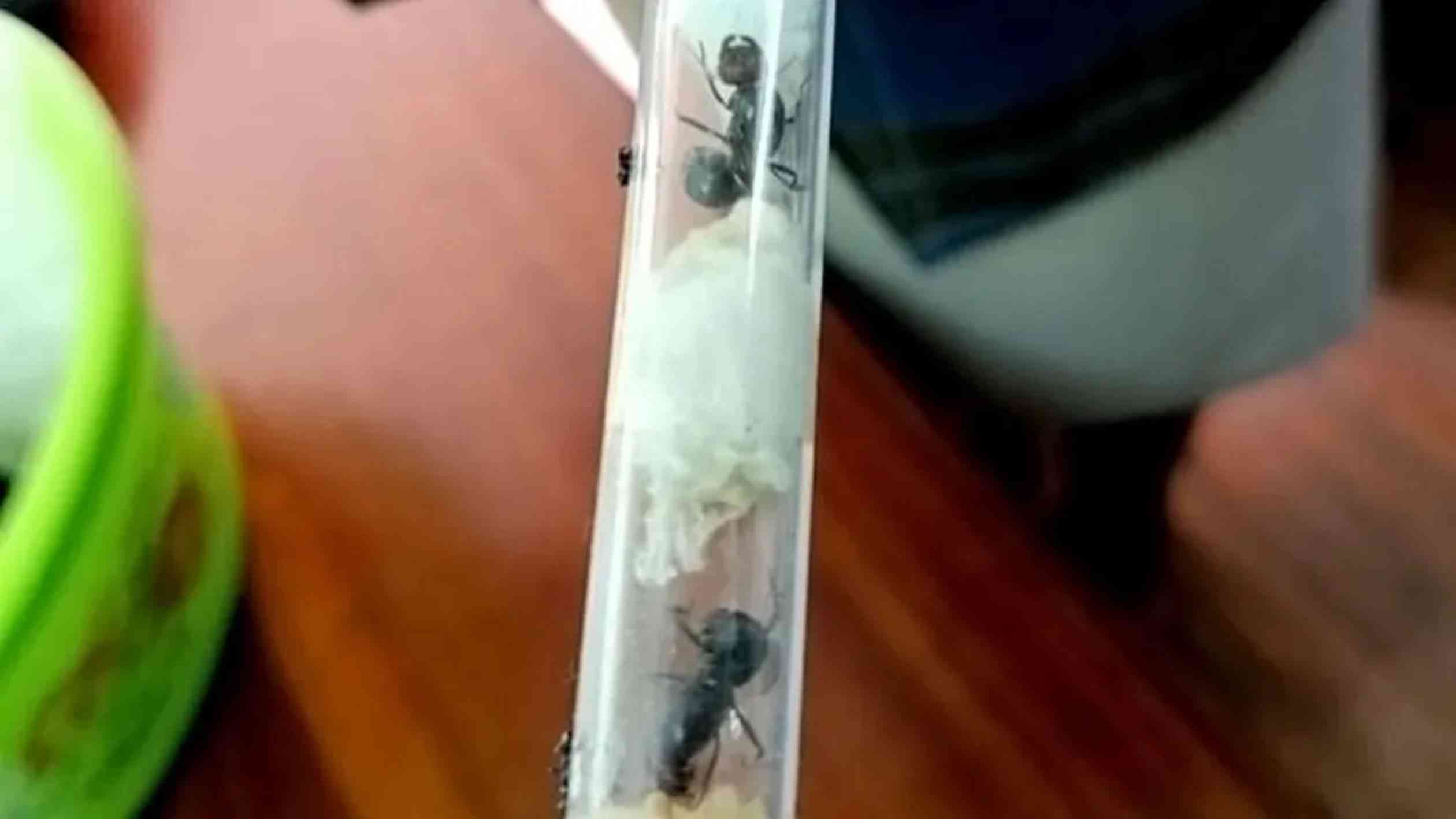 Kenya sentences Chinese ant smuggler to year in jail