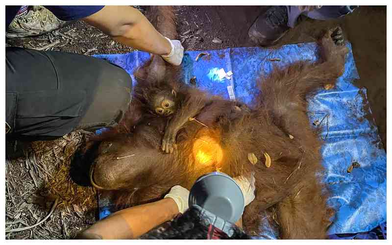 Indonesia rescues orangutan mother and baby from wildfire haze