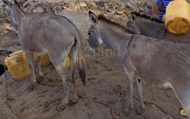 Residents blame Chinese factory for donkey theft