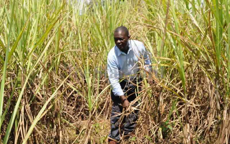 Sugarcane farmers urge Ruto to settle factory debt