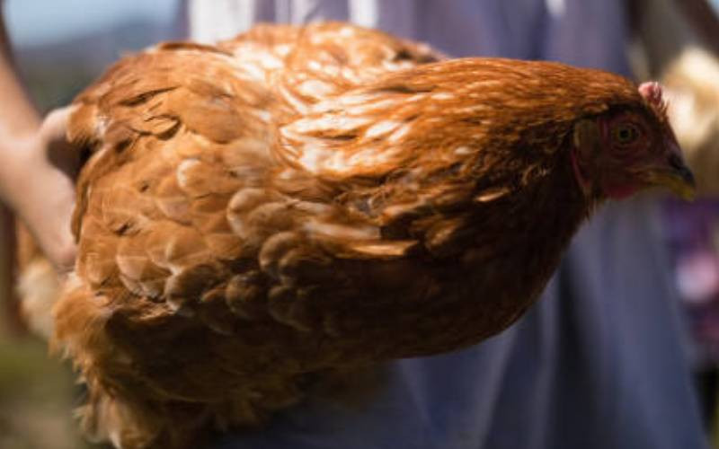 Why chicken theft angers Kenyans more than grand corruption