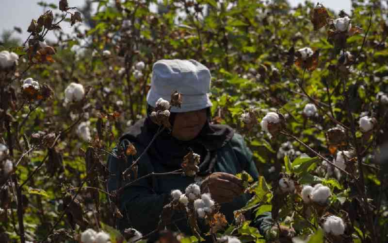 Chinese drilling team turns Egypt's desert into farmland