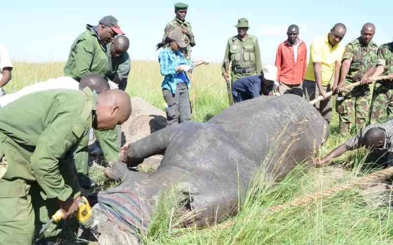 Elephant numbers rise in Mara but buffaloes, giraffes on decline