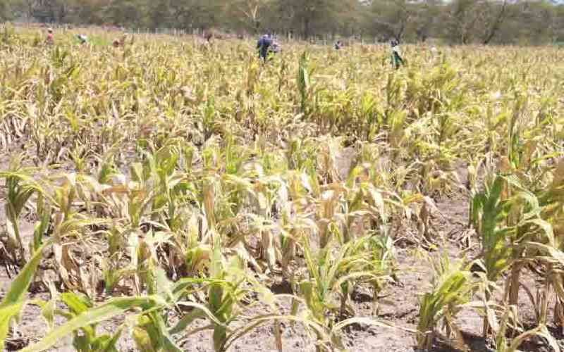 Kenya must act now to avert famine