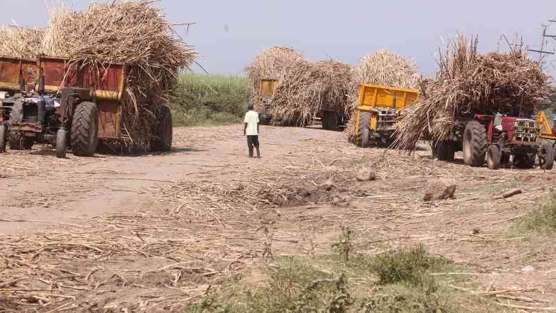 Sugar sector struggles despite rise in cane prices