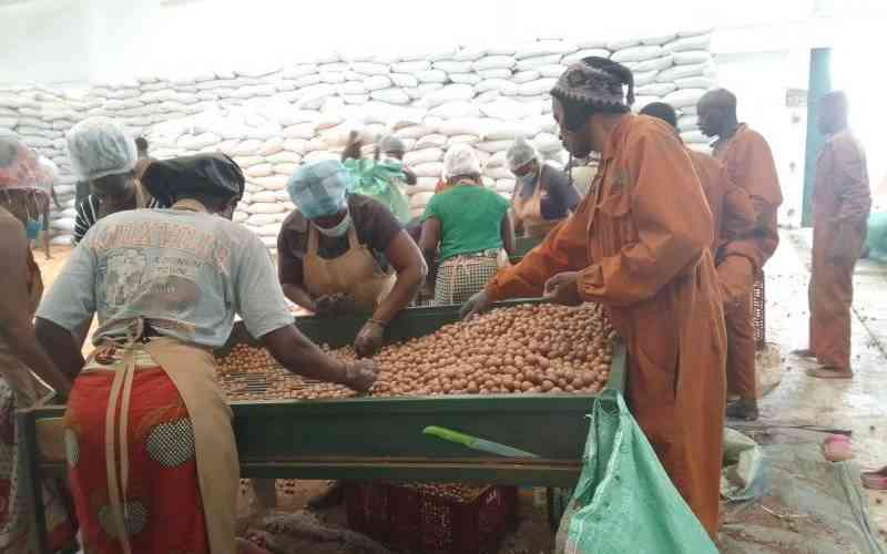 Kenya lifts ban on export of raw macadamia for a period of 30days