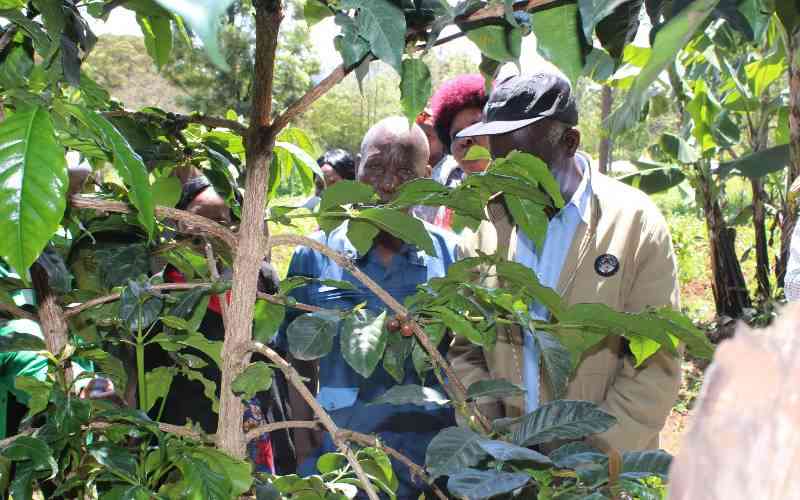 Top coffee societies in Murang'a get free lime to boost production