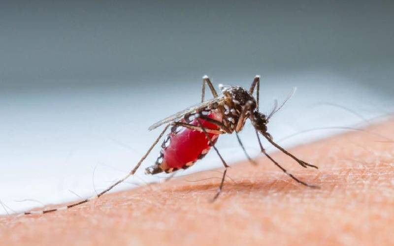Dengue fever: Silent viral infection spread by mosquitoes