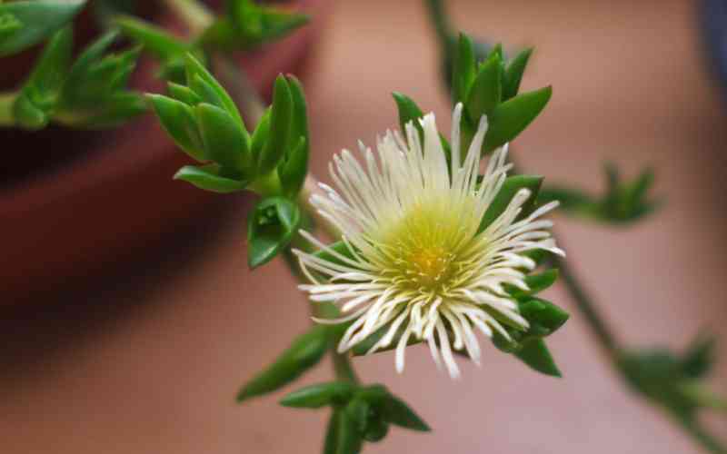 5 medicinal plants that manage stress