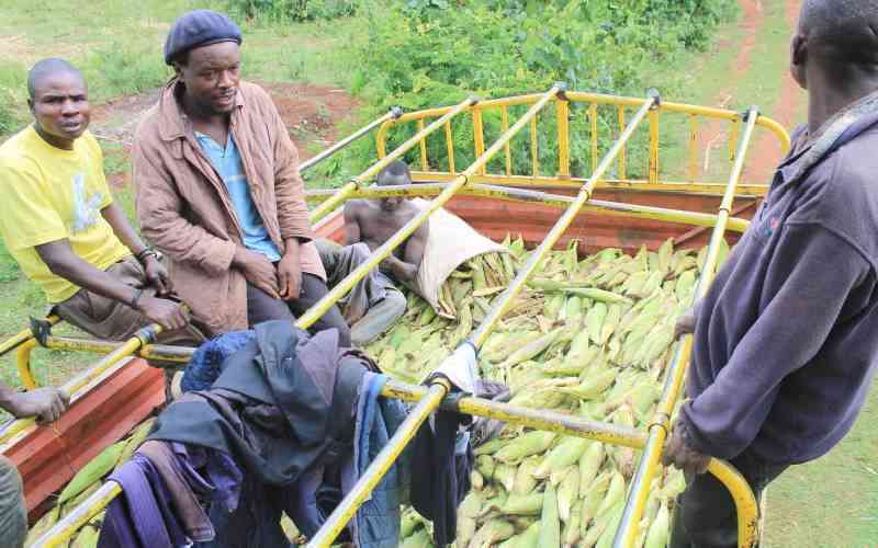 Farmers reap big from sale of green maize as prices of flour skyrocket