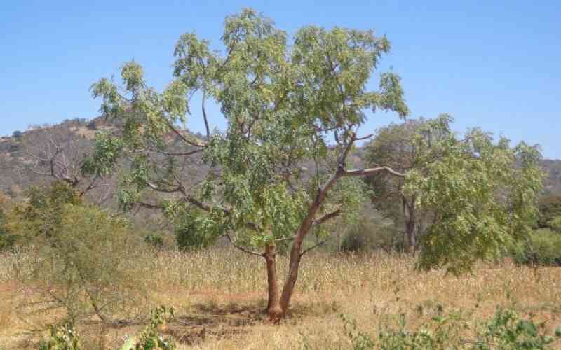Melia Volkesii: Termite-resistant, multipurpose tree under threat
